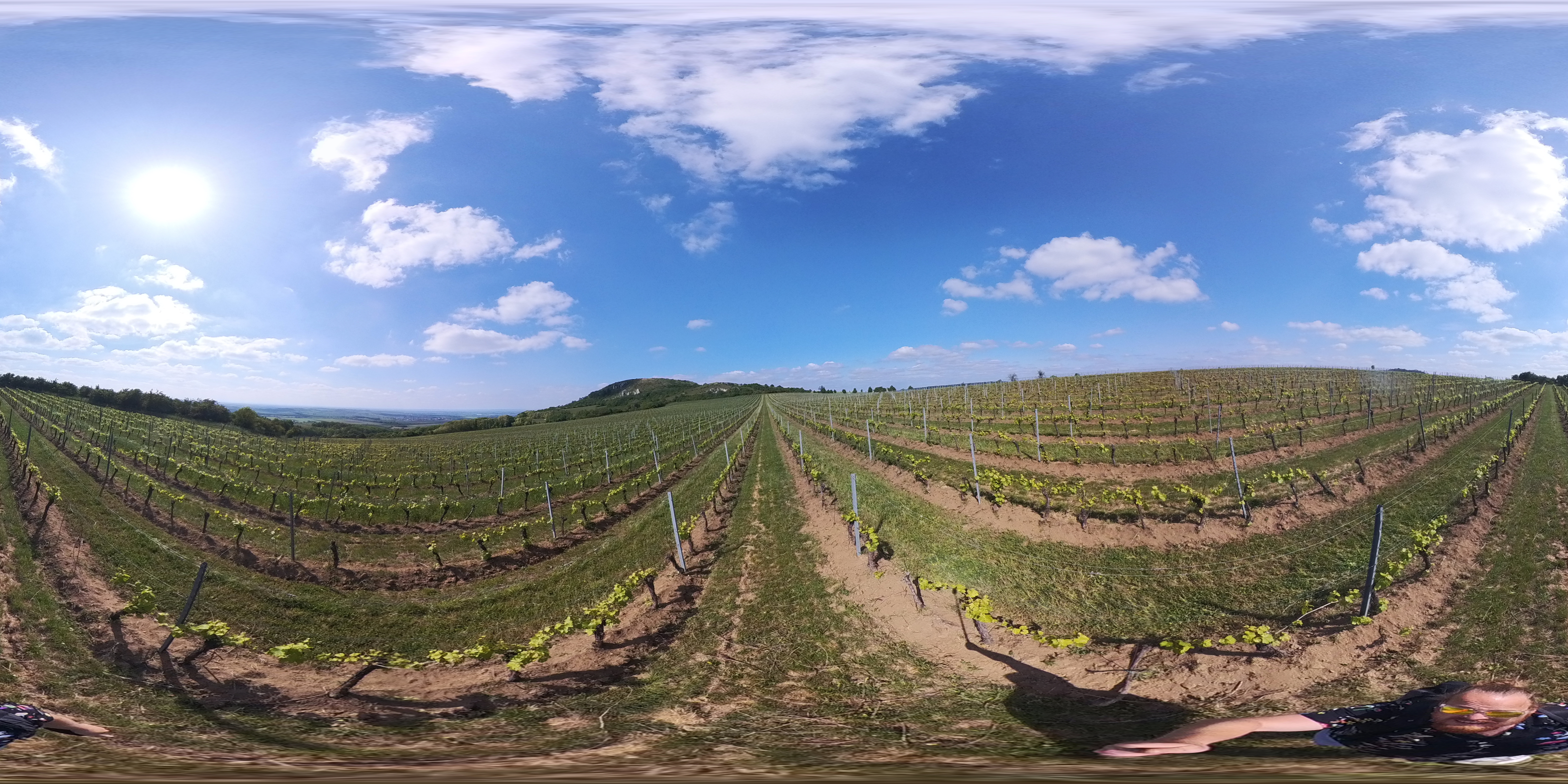 SP_CZ_Wineyyard